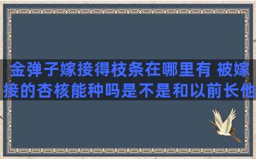 金弹子嫁接得枝条在哪里有 被嫁接的杏核能种吗是不是和以前长他的杏树一样